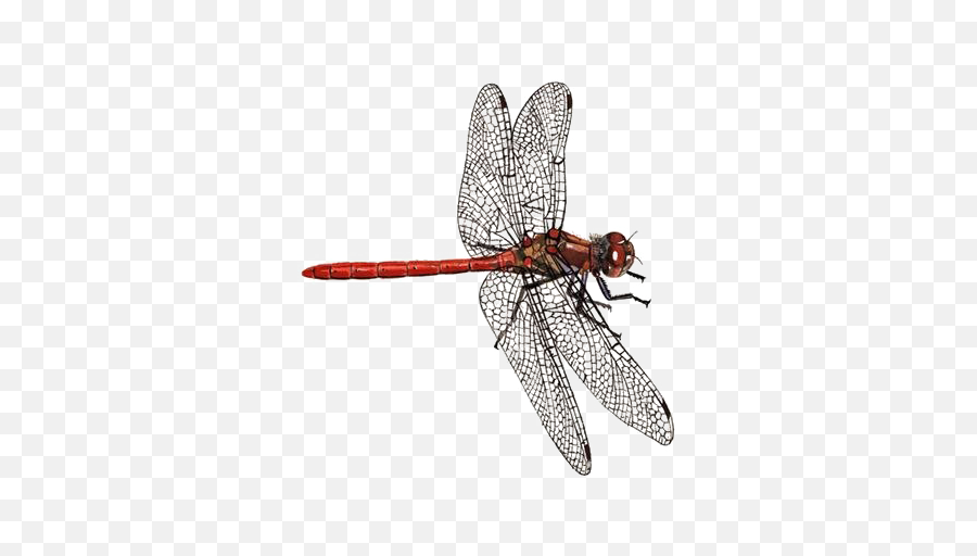 Hd Dragonfly Png Download Image - Common Dragonfly,Dragonfly Png