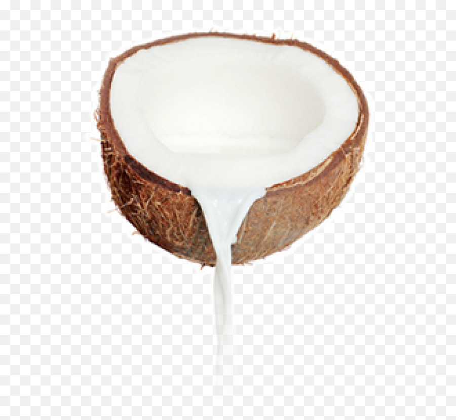 Coconut Png Free Download 20 - Coconut Milk Png,Coconut Png