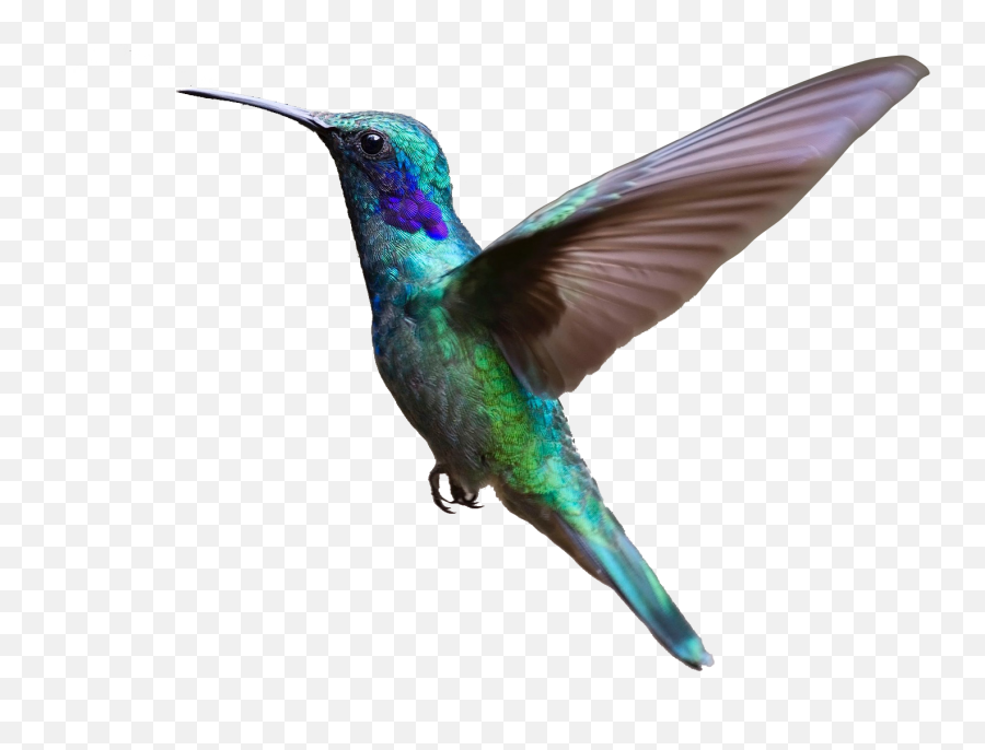 Hummingbird Clipart Purple - Flying Bird Transparent Background Png,Hummingbird Transparent