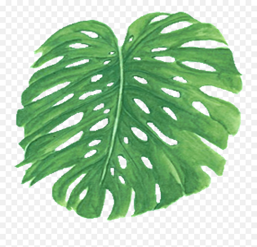 Palm Frawn Transparent Png Clipart - Palm Trees,Palm Frond Png