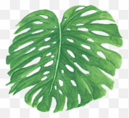 Palm Frawn Transparent Png Clipart - Trees