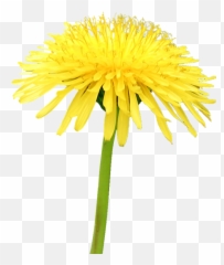 Yellow Dandelion Png File - Transparent Background