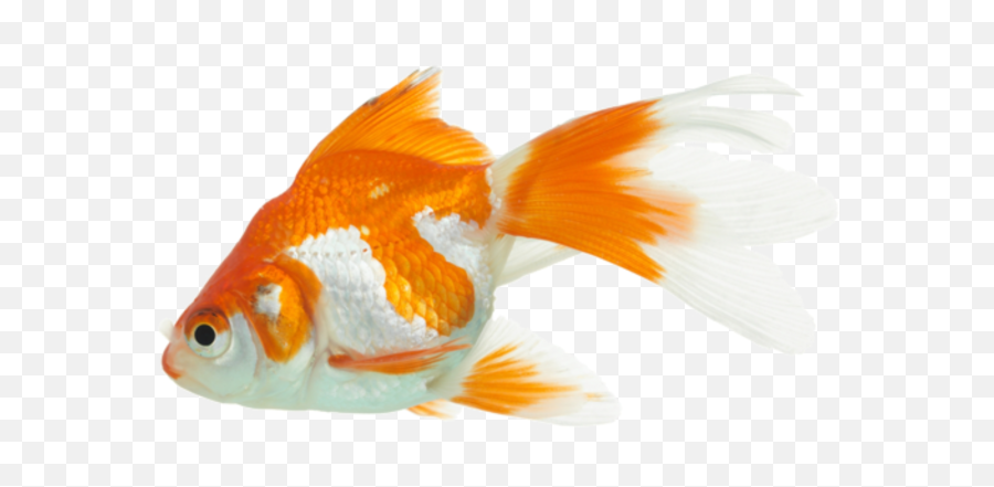 Goldfish Png Images Free Download - Aquarium Fish Pic Png,Koi Fish Png