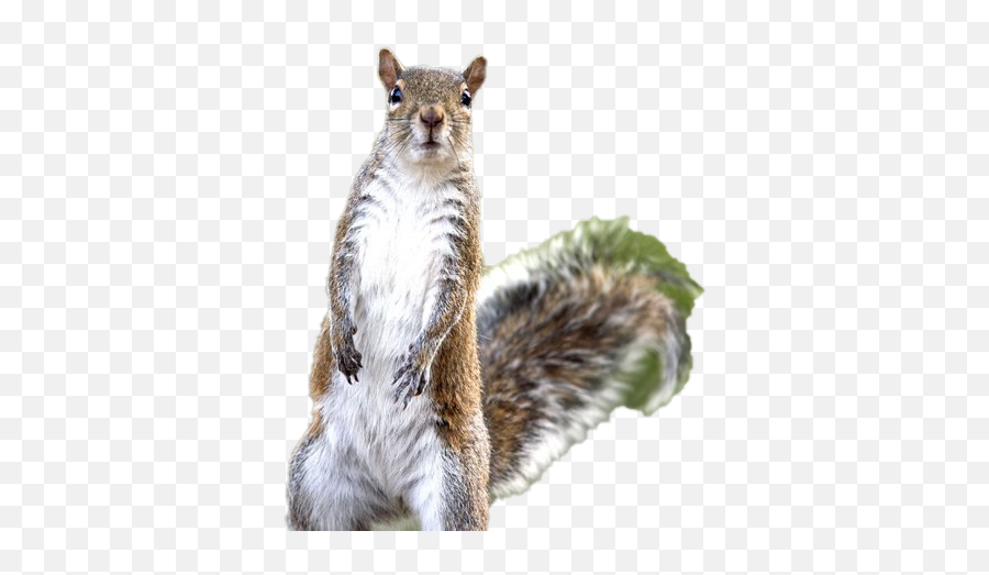 Squirrel Png Images Hd - Squirrels,Squirrel Transparent Background