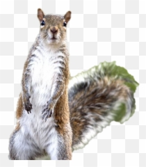 Squirrel Png Images Hd - Squirrels,Squirrel Transparent Background