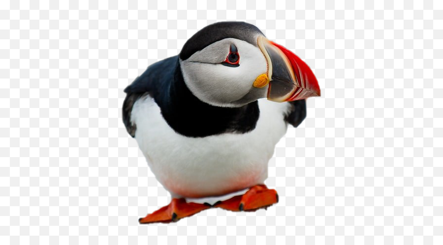 Puffin Png Free Download - Puffin Transparent Background,Puffin Png