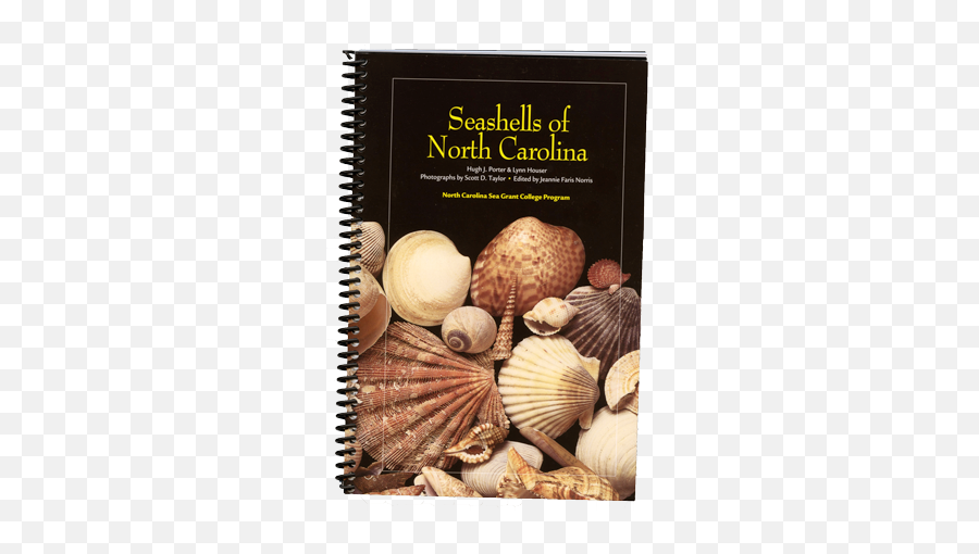 Top Spots For Nc Beachcombers - Carolina Country Shell Png,Seashell Transparent