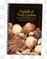 Top Spots For Nc Beachcombers - Carolina Country Shell Png,Seashell Transparent