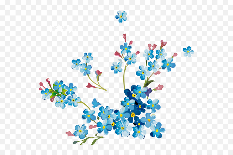 Printemps Myosotis Png Tube Fleur Blue Flower - Myosotis Png,Blue Flower Png