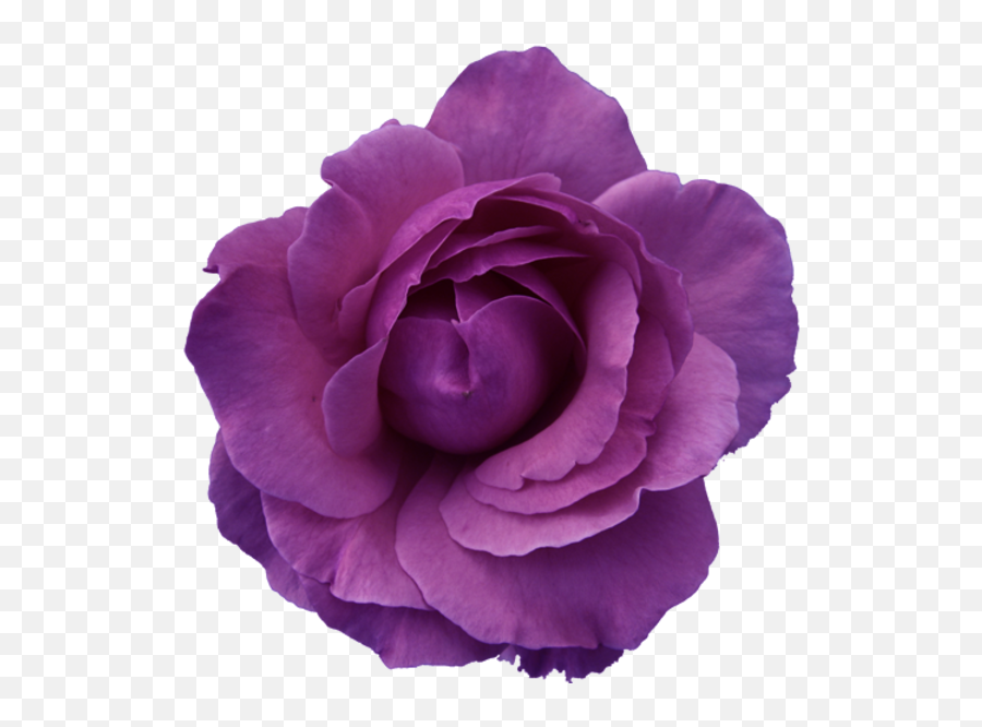 Flower Rose Red - Purple Transparent Free Images At Clker Pink Flower Transparent Background Png,Roses Transparent Background