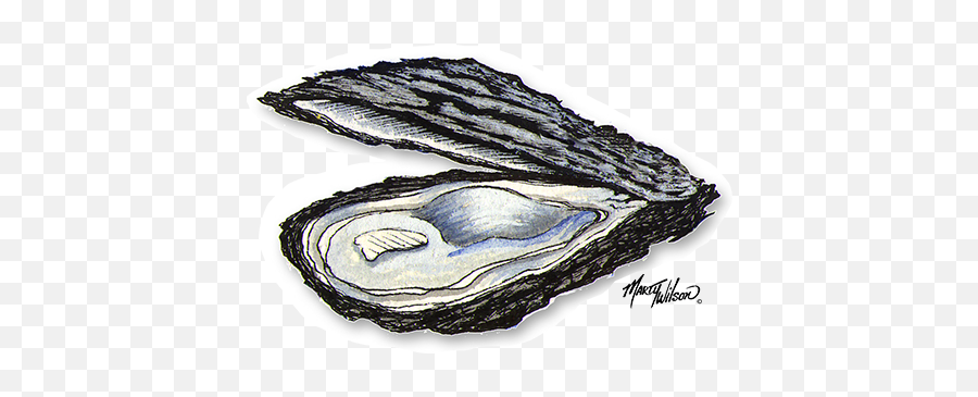 Closed Oysters - Baltic Clam Png,Oysters Png