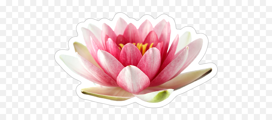 Beautiful Pink Lotus Flower Sticker - Sacred Lotus Png,Lotus Flower Transparent