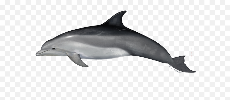Common Bottlenose Dolphin - Bottlenose Dolphin Png,Dolphin Transparent Background