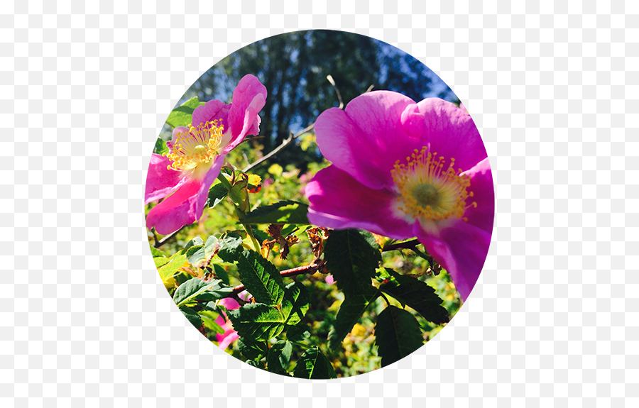 5 Ways To Eat A Rose - Yes Magazine Nootka Rose Png,Falling Rose Petals Png