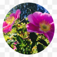 5 Ways To Eat Rose - Yes Magazine Nootka png