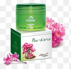 Pau - Cherry Blossom Png,Arco Png