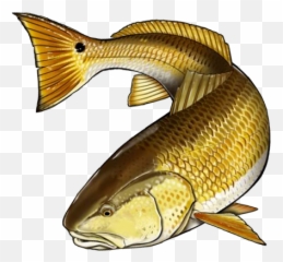 Red Fish Skeleton Clipart - Red Fish Clip Art Free Full Fish Products Png,Fish Skeleton Png
