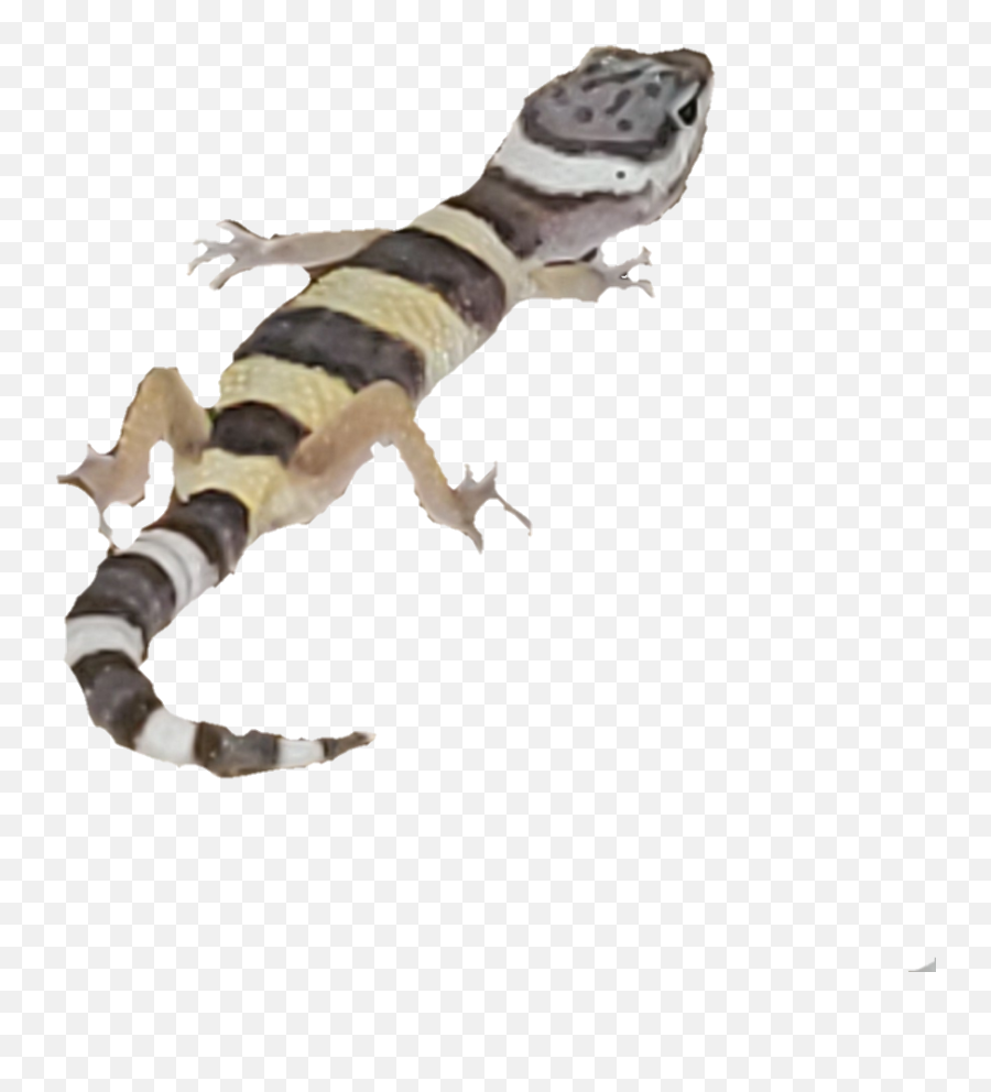 Lizards - Geckos Png,Leopard Gecko Png