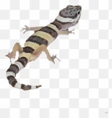 Lizards - Geckos Png,Leopard Gecko Png