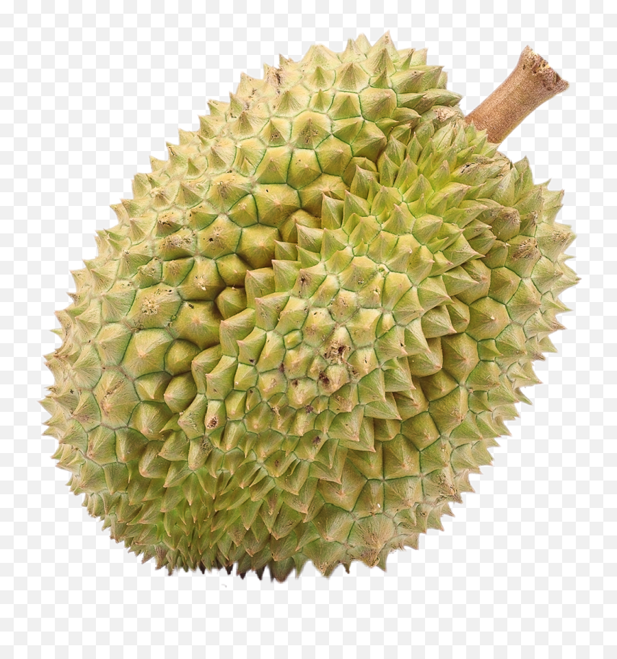 Durian Png Image With No Background - Fruit That Looks Like Dragon Egg,Durian Png
