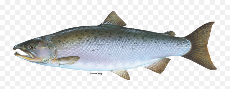 Salmon Fish Name In Marathi Transparent Cartoon - Jingfm Coho Salmon Png,Salmon Transparent Background