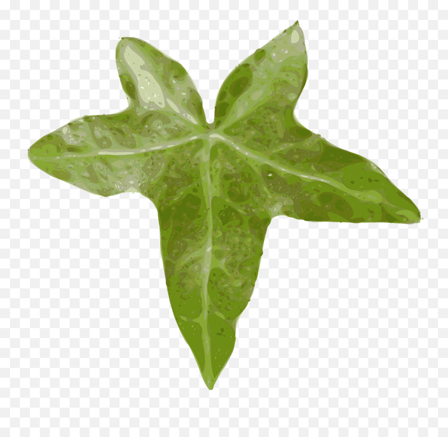 Ivy Hedera Leaf - Leaf Clip Art Png,Ivy Png