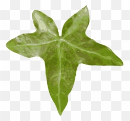Ivy Hedera Leaf - Leaf Clip Art Png,Ivy Png