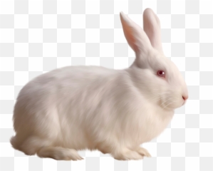White Rabbit Free Clipart - Rabbit Png,White Rabbit Png