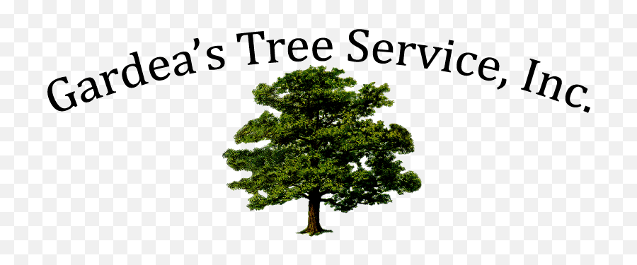 Gardea Tree Service - Mighty Oaks Little Acorns Grow Png,Pine Tree Logo