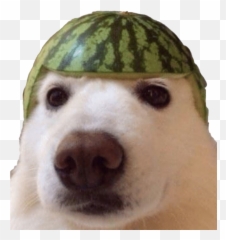 Dank Meme Png Free Download Mart