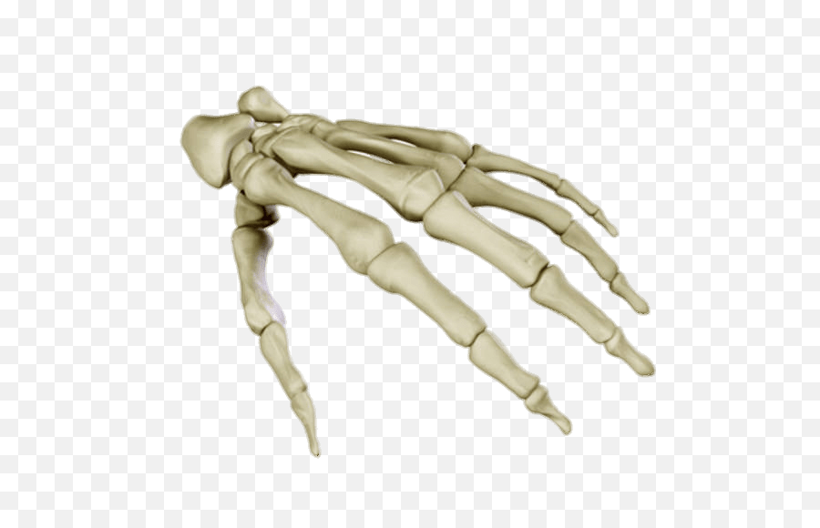 Bones Of The Body Transparent Png Images - Stickpng Transparent Skeleton Hand Png,Bone Png