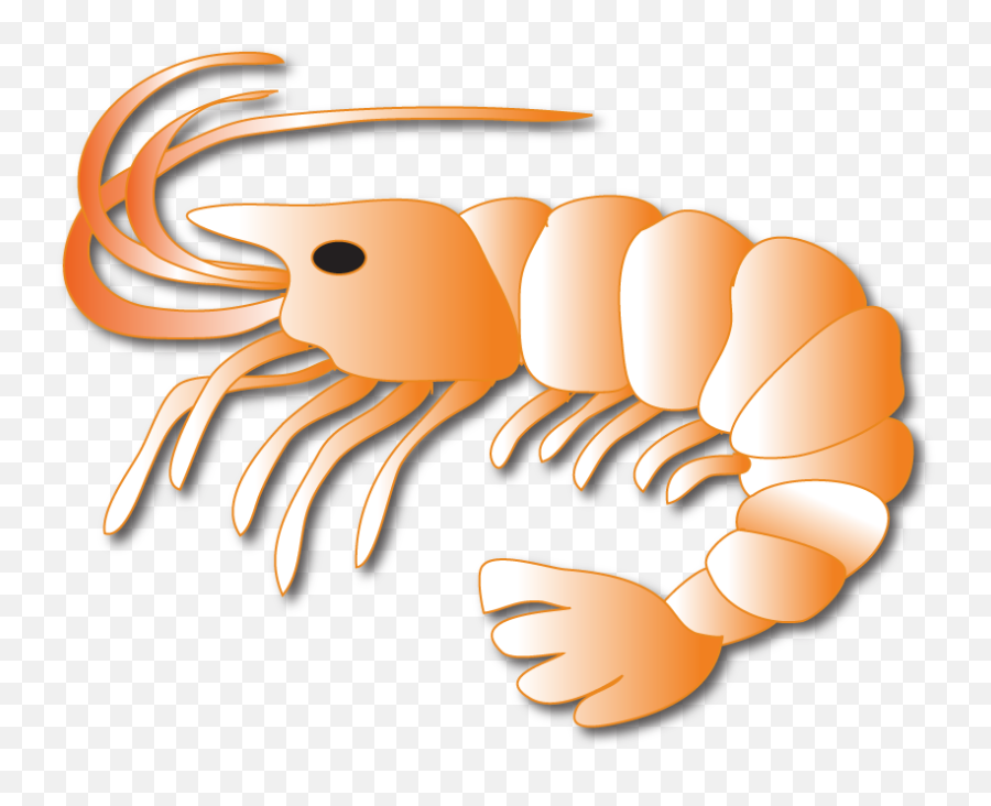 Shrimp - 1 Imagenes De Langostas Y Camarones Png,Shrimp Png