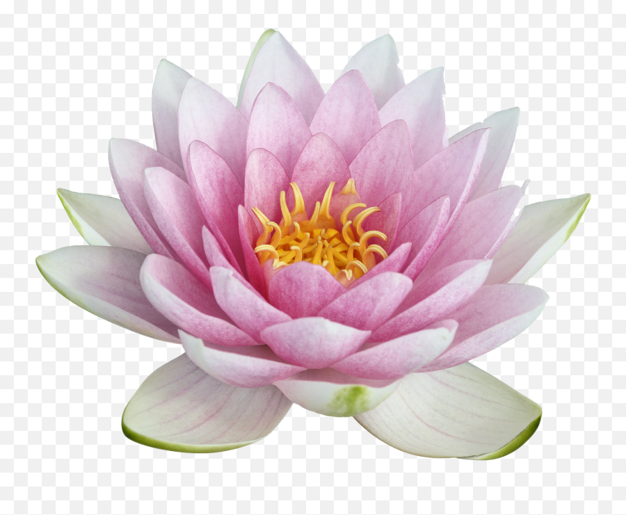 Lotus Png Image For Designing Purpose - Lotus Flower Png,Lotus Png