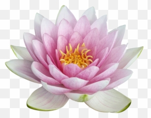 Lotus Png Image For Designing Purpose - Lotus Flower Png,Lotus Png