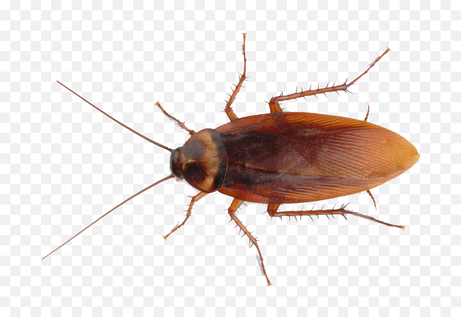Cockroach Png Image Background - Cockroach Png,Roach Png