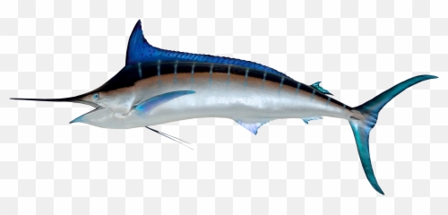 Library Of Sword Fish Graphic Png Files - Swordfish Png,Sword Transparent Background
