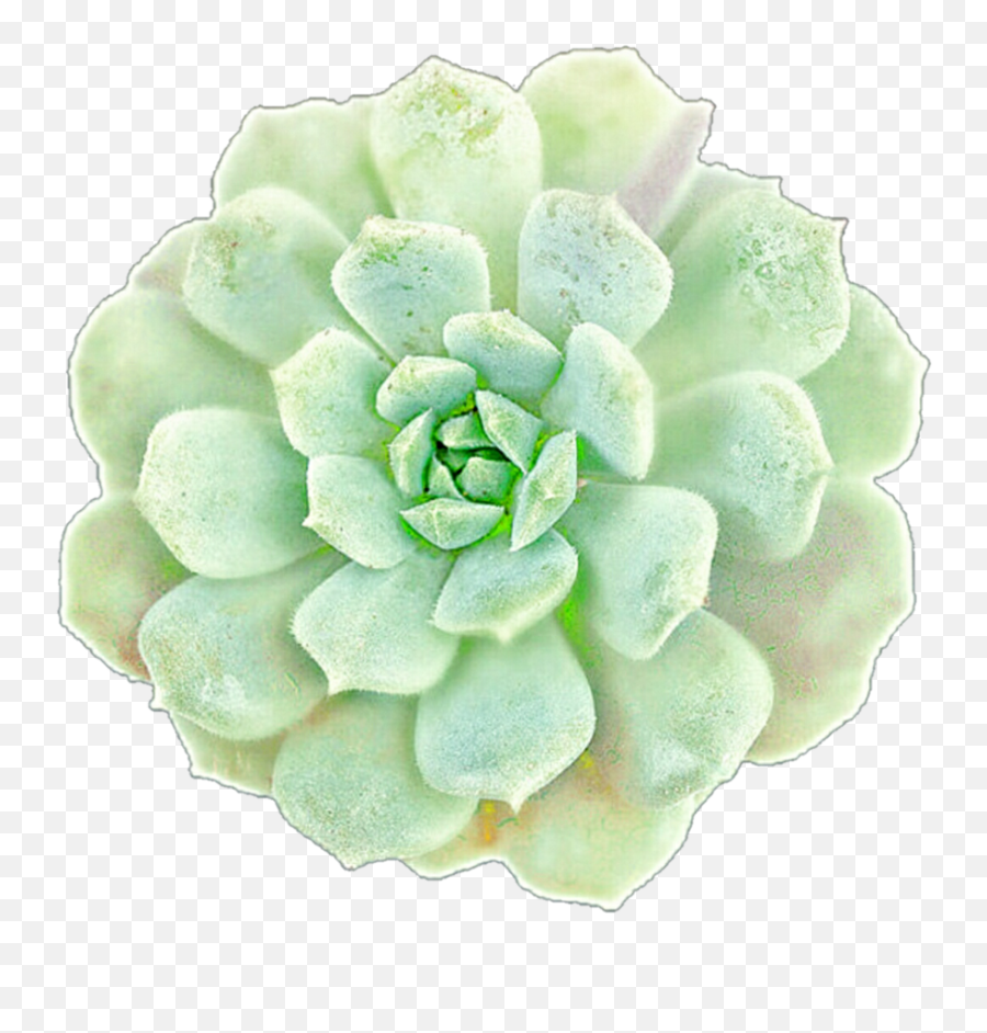 Succulent Free Transparent Png - Large Succulent Clip Art,Succulent Png