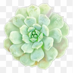 Succulent Free Transparent Png - Large Succulent Clip Art,Succulent Png