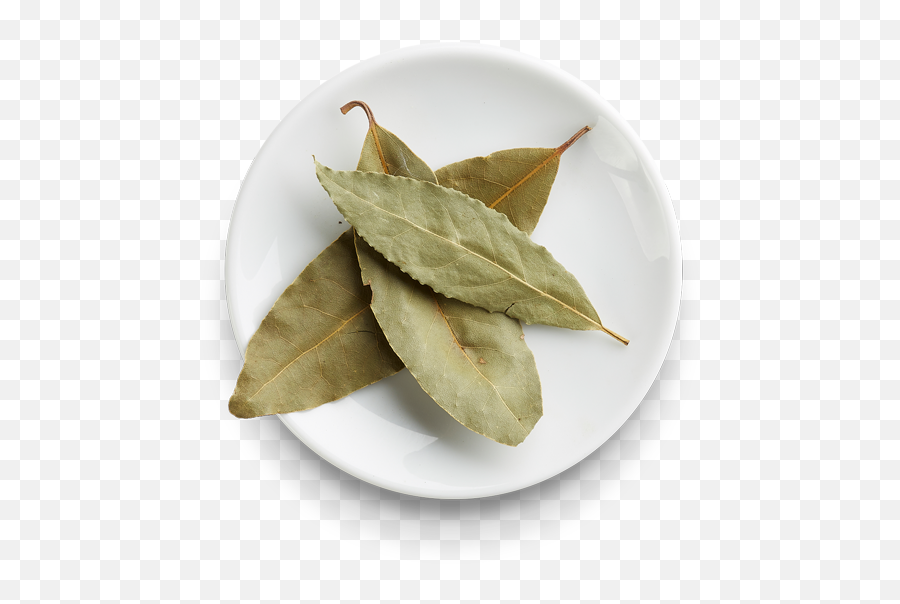 Laurel Leaves - Agave Png,Laurel Leaves Png