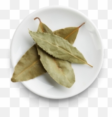 Laurel Leaves - Agave png