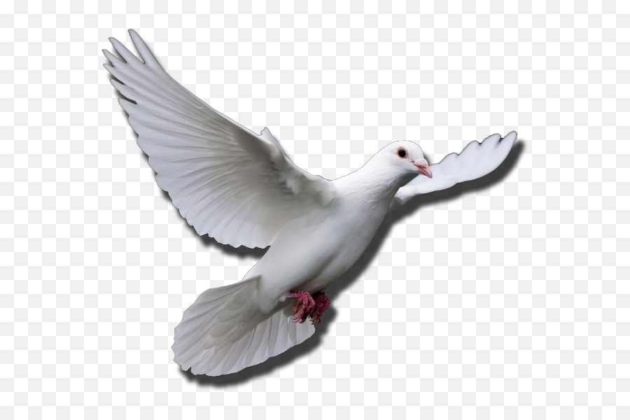Flying Dove Gif Transparent Png - Flying Dove Gif Png,Dove Png