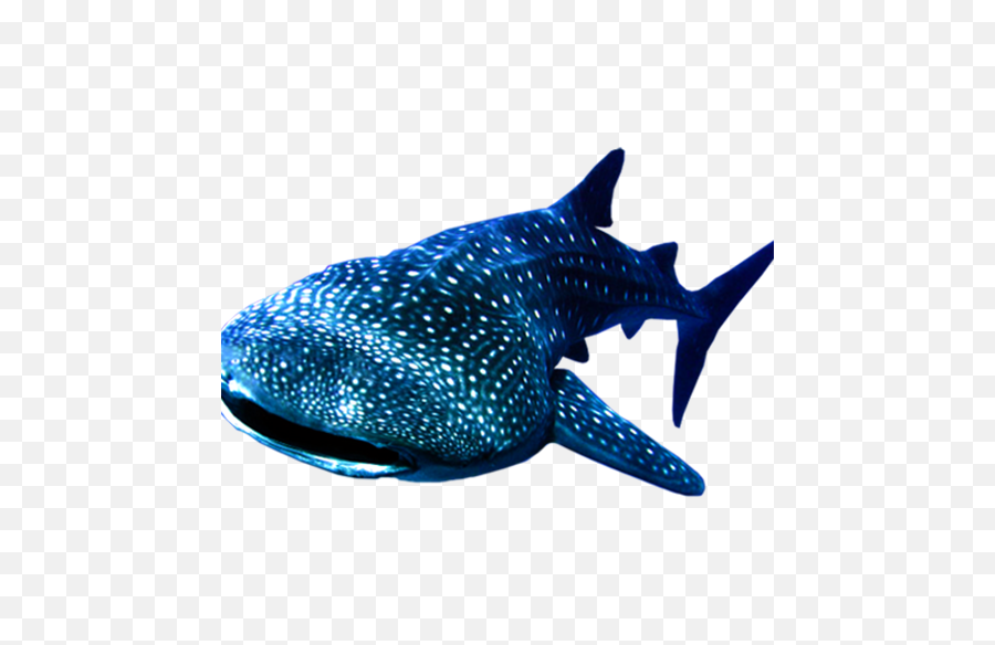 Whale Shark Transparent Background - Whale Shark Transparent Background Png,Shark Transparent Background