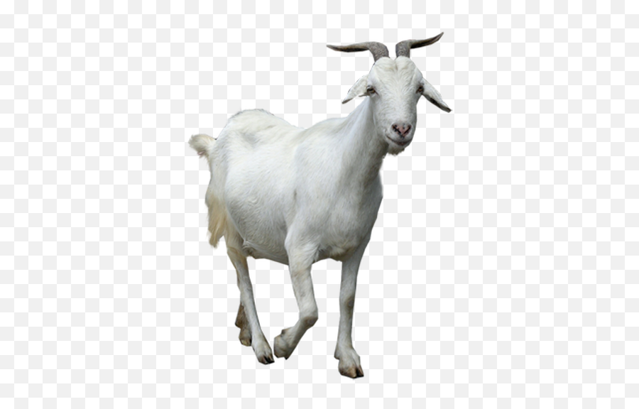 Fullscreen Page - Transparent Background Goat Png,Goat Png