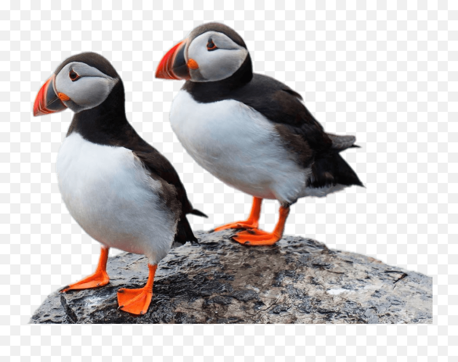Two Puffins - Puffin Scotland,Puffin Png
