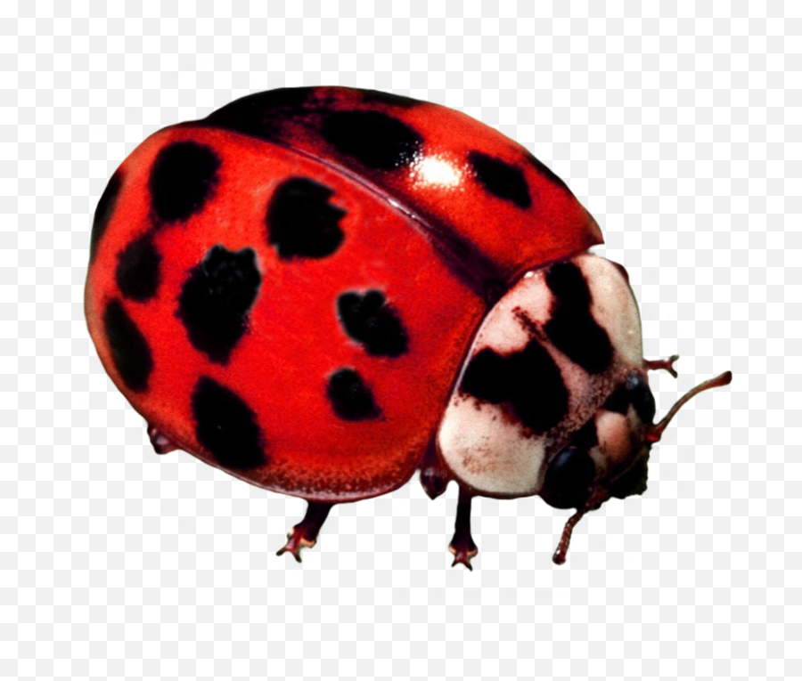Ladybug Clipart - Yellow Ladybug Png,Insect Png