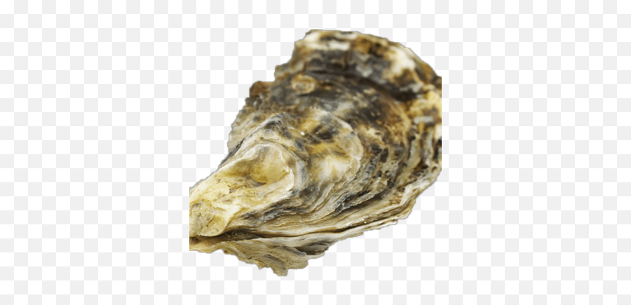 Oyster - Clam Oyster Shell Png,Oysters Png