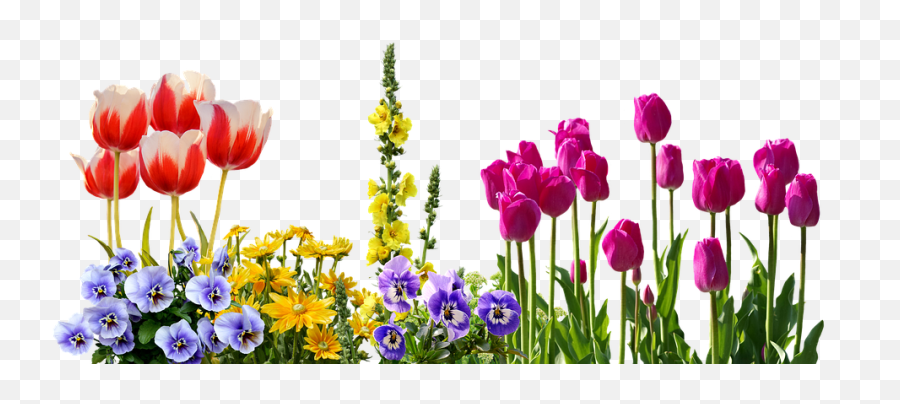 Pansy Tulips Spring - Spring Flower Png,Spring Flowers Png