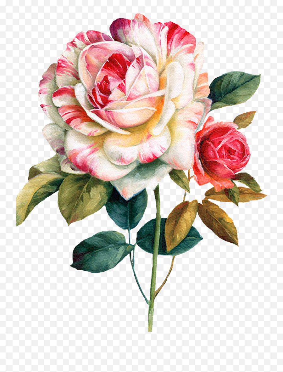Pink And Red Roses Flower Watercolor Painting Floral Design Png Flowers Transparent Background