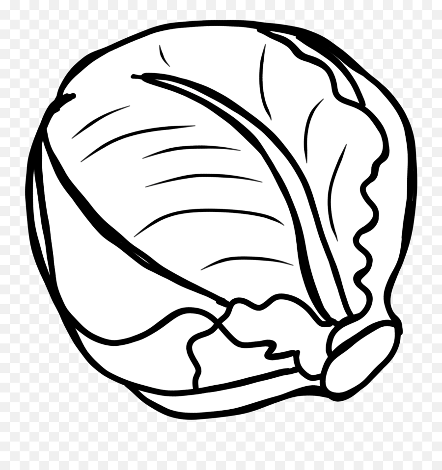 Cabbage Drawing Png U0026 Free Drawingpng Transparent - Cabbage Black And White,Cabbage Transparent Background