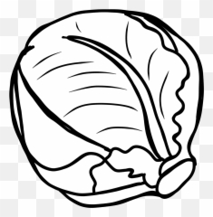 Cabbage Drawing Png U0026 Free Drawingpng Transparent - Black And White
